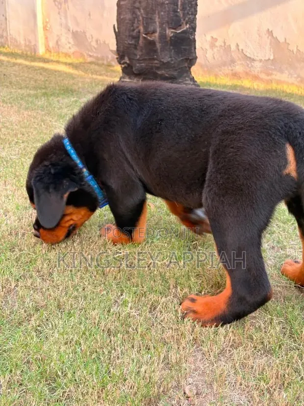 Purebred Rottweiler Puppy - 1-3 Months Male - 1