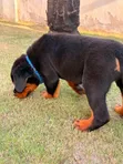 Purebred Rottweiler Puppy - 1-3 Months Male - 1
