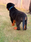 Purebred Rottweiler Puppy - 1-3 Months Male - 2