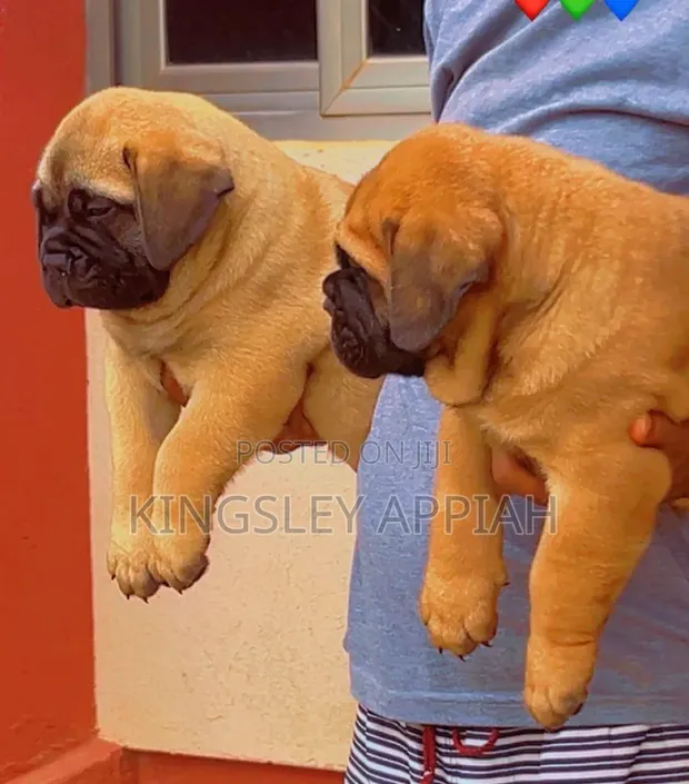 Female Bullmastiff Puppy (1-3 Months) - 1
