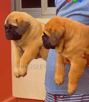 Female Bullmastiff Puppy (1-3 Months)