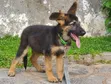 Purebred German Shepherd Puppy - 1-3 Months Old - 1