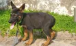 Purebred German Shepherd Puppy - 1-3 Months Old - 2