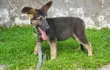 Purebred German Shepherd Puppy - 1-3 Months Old - 3