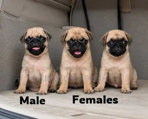 Female Purebred Pug Puppy (1-3 Months)
