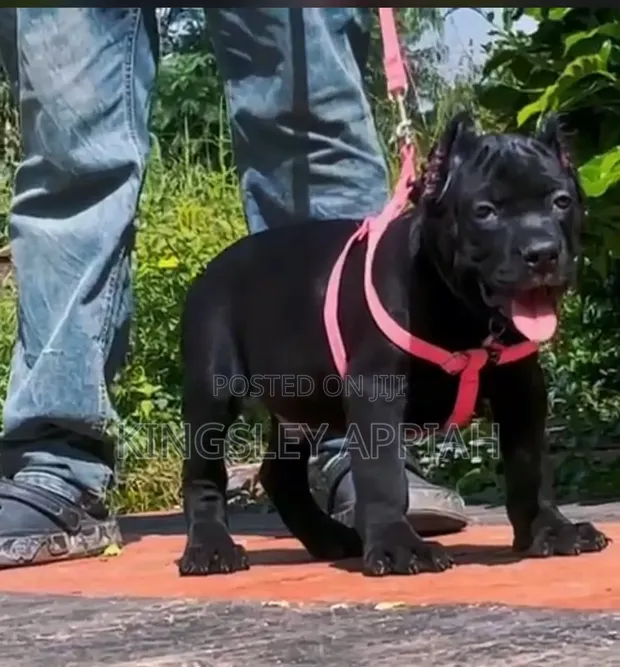 Purebred Cane Corso Puppies - 1-3 Months Old - 1