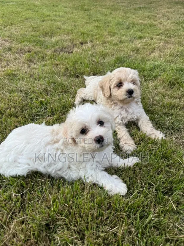Purebred Female Poodle Puppy (1-3 Months) - 1