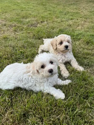 Purebred Female Poodle Puppy (1-3 Months)