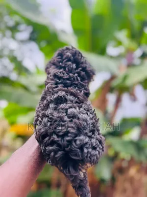 Purebred Poodle Puppy - 1-3 Months Old