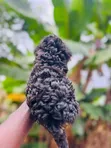 Purebred Poodle Puppy - 1-3 Months Old - 1