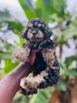 Purebred Poodle Puppy - 1-3 Months Old - 2
