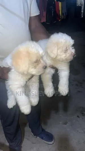 Purebred Female Poodle Puppy (1-3 Months)