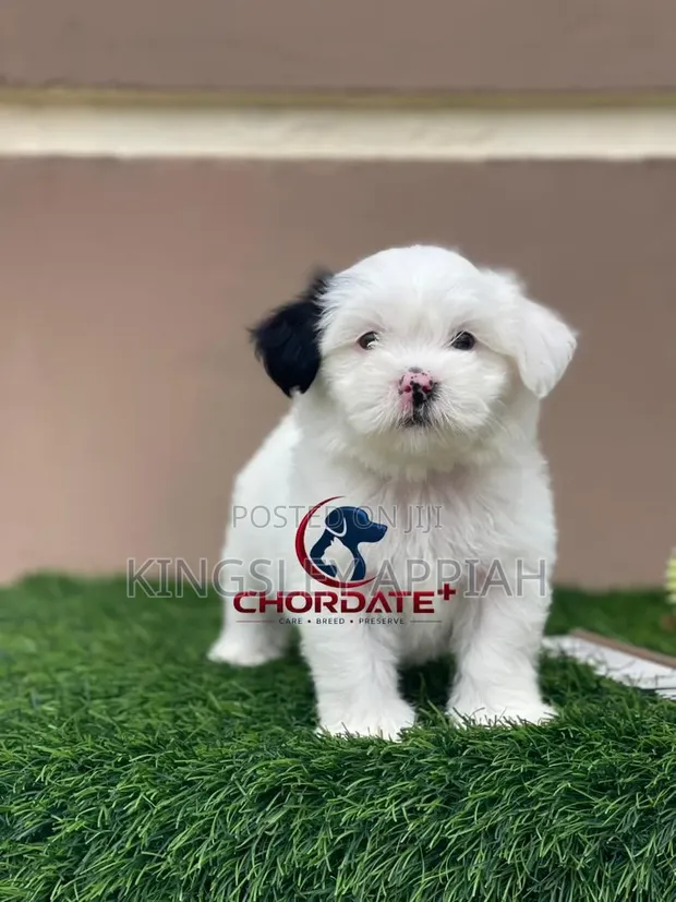 Purebred Poodle Puppy - 1-3 Months Old, Female - 1