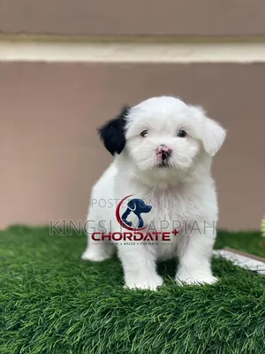Purebred Poodle Puppy - 1-3 Months Old, Female