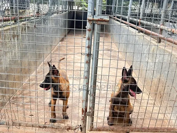 Purebred Belgian Malinois Puppy (Male, 1-3 Months) - 1