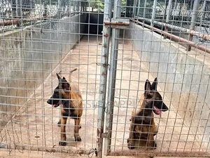 Purebred Belgian Malinois Puppy (Male, 1-3 Months)