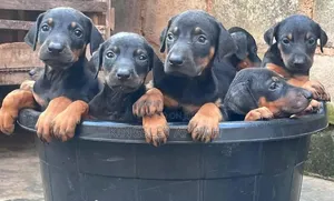 Purebred Doberman Pinscher Puppy - 1-3 Months Old