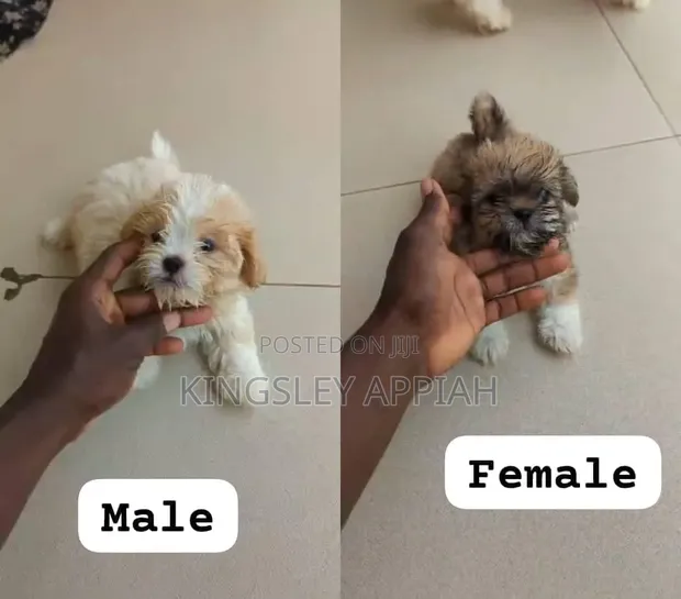 Purebred Female Poodle Puppy (1-3 Months) - 1