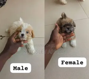 Purebred Female Poodle Puppy (1-3 Months)