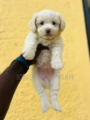 Purebred Poodle Puppy - 1-3 Months Old