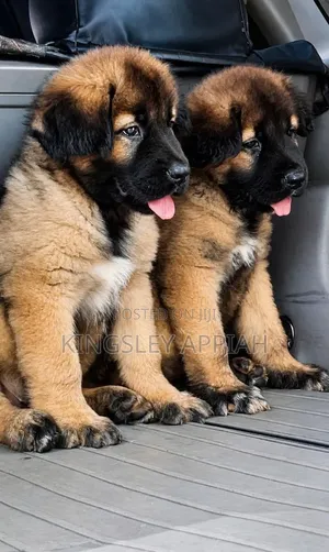 Purebred Caucasian Shepherd Puppy - Male, 1-3 Months