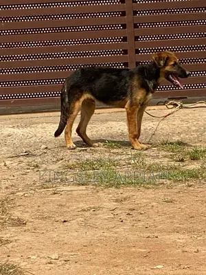 Purebred German Shepherd Puppy - 3-6 Months Male