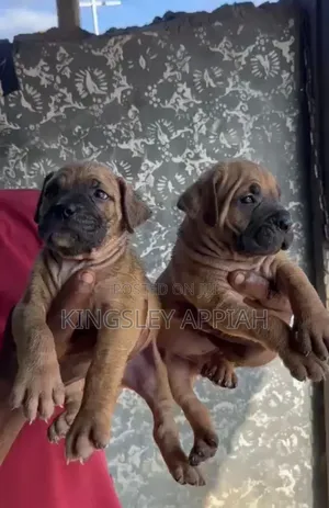 Female Purebred Boerboel Puppy, 1-3 Months Old