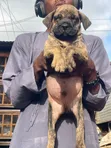 Female Purebred Boerboel Puppy, 1-3 Months Old - 2