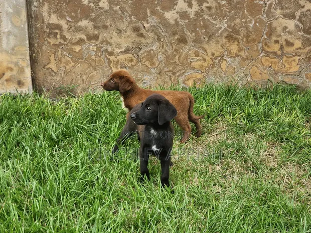 Purebred Labrador Retriever Puppy - 1-3 Months Old - 1
