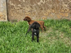 Purebred Labrador Retriever Puppy - 1-3 Months Old