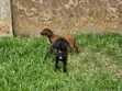 Purebred Labrador Retriever Puppy - 1-3 Months Old - 1
