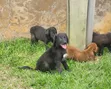 Purebred Labrador Retriever Puppy - 1-3 Months Old - 2