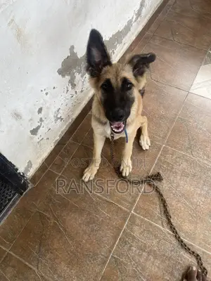Female Purebred German Shepherd, 4 Months Old