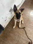 Female Purebred German Shepherd, 4 Months Old - 1