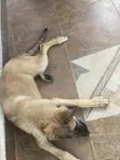 Female Purebred German Shepherd, 4 Months Old - 2