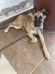Female Purebred German Shepherd, 4 Months Old - 3