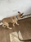 Female Purebred German Shepherd, 4 Months Old - 4