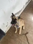 Female Purebred German Shepherd, 4 Months Old - 5