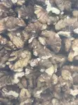 Walnut Nuts - 5