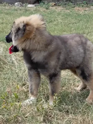 Purebred Caucasian Shepherd Puppy - 3-6 Months Male
