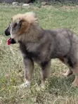 Purebred Caucasian Shepherd Puppy - 3-6 Months Male - 1