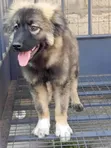 Purebred Caucasian Shepherd Puppy - 3-6 Months Male - 2