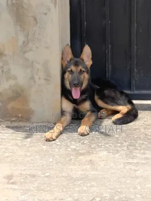 3-6 Month Male Purebred German Shepherd Puppy