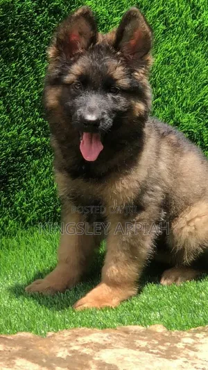 1-3 Month Male Purebred German Shepherd