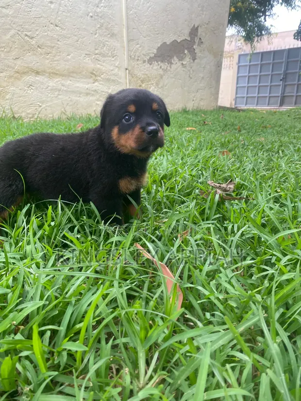 Female Purebred Rottweiler Puppy, 1-3 Months - 1