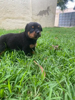 Female Purebred Rottweiler Puppy, 1-3 Months