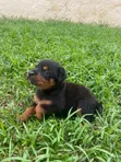 Female Purebred Rottweiler Puppy, 1-3 Months - 2