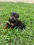 Female Purebred Rottweiler Puppy, 1-3 Months - 3