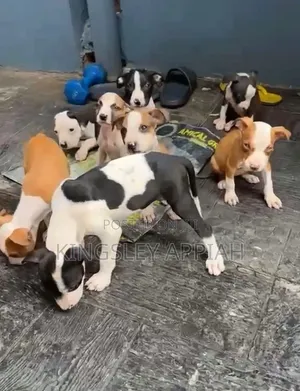 Female Mixed Breed American Pit Bull Terrier Puppy, 1-3 Months