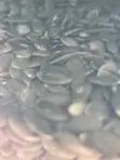 Pumpkin Seeds - 2